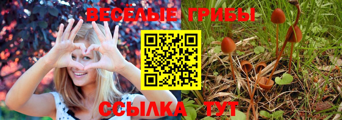 Псилоцибиновые грибы Cubensis  Вход с VPN  сколько стоит  Черкесск 