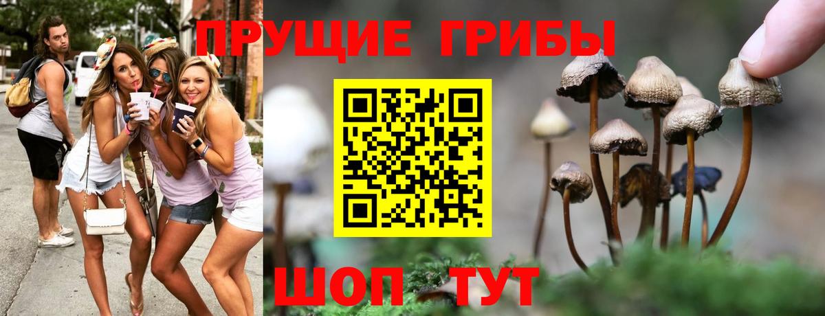 Галлюциногенные грибы Psilocybine cubensis Черкесск